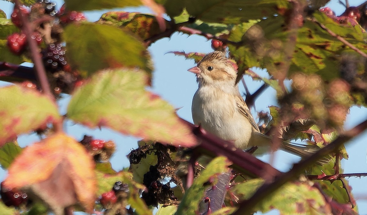 Clay-colored Sparrow - ML646724030