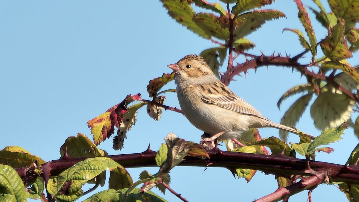 Clay-colored Sparrow - ML646724031