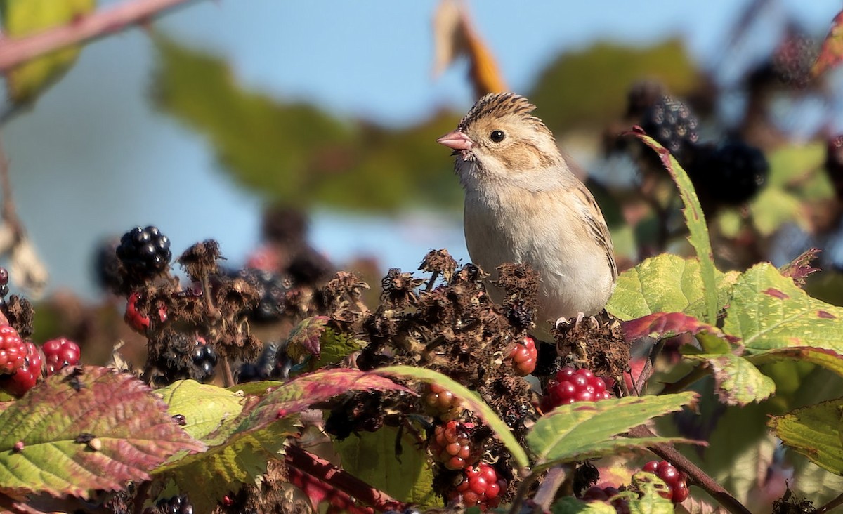 Clay-colored Sparrow - ML646724032
