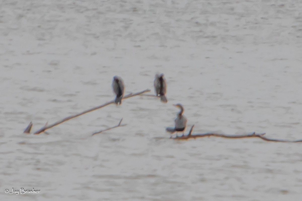 Double-crested Cormorant - ML646724037