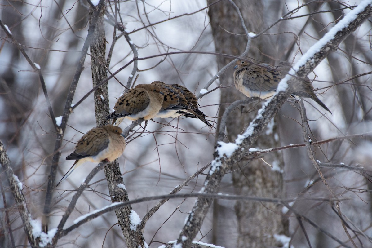 ナゲキバト - ML646724043