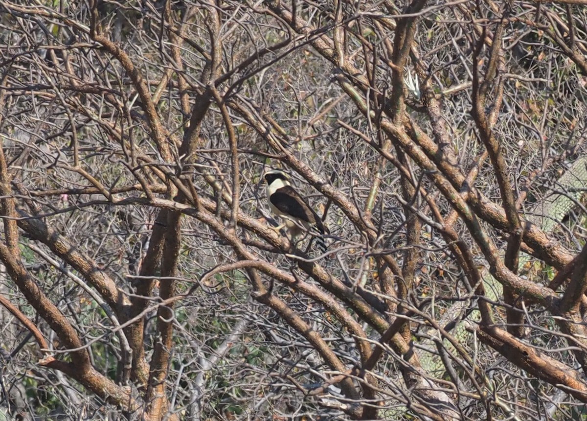 Смеющийся сокол - ML646724046