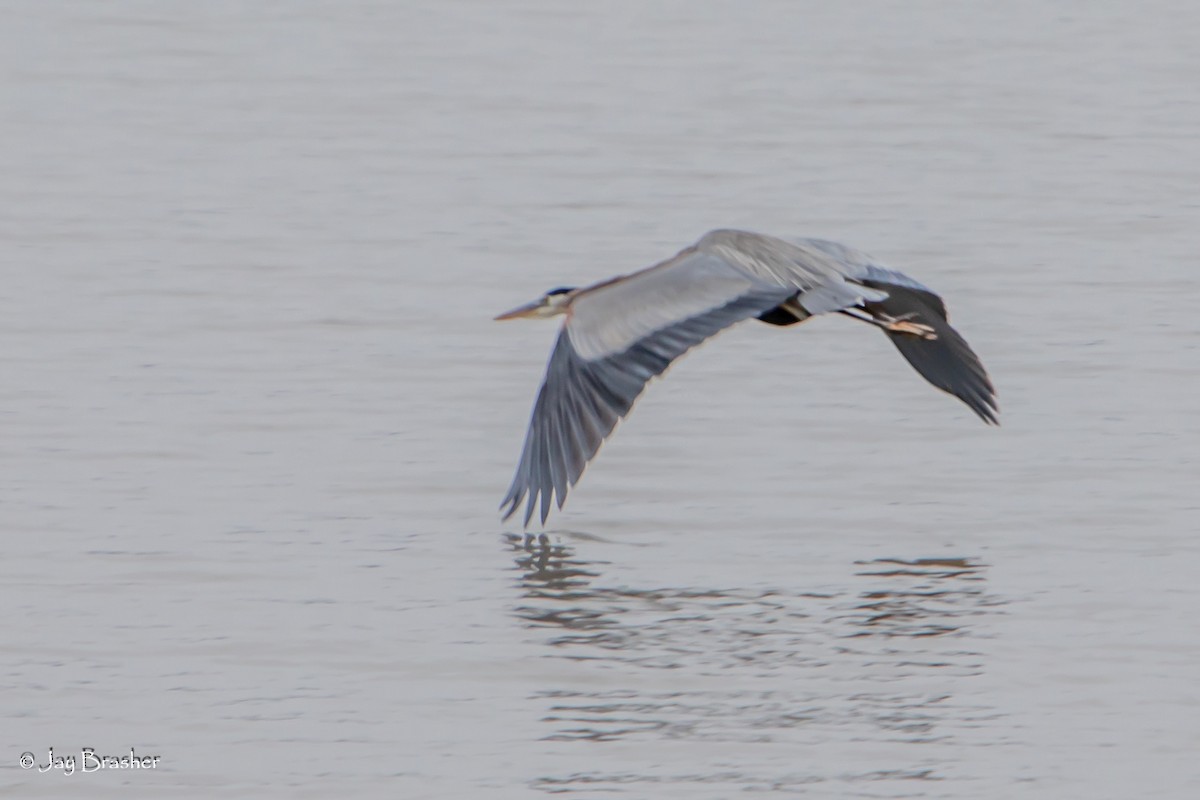 Great Blue Heron - ML646724076