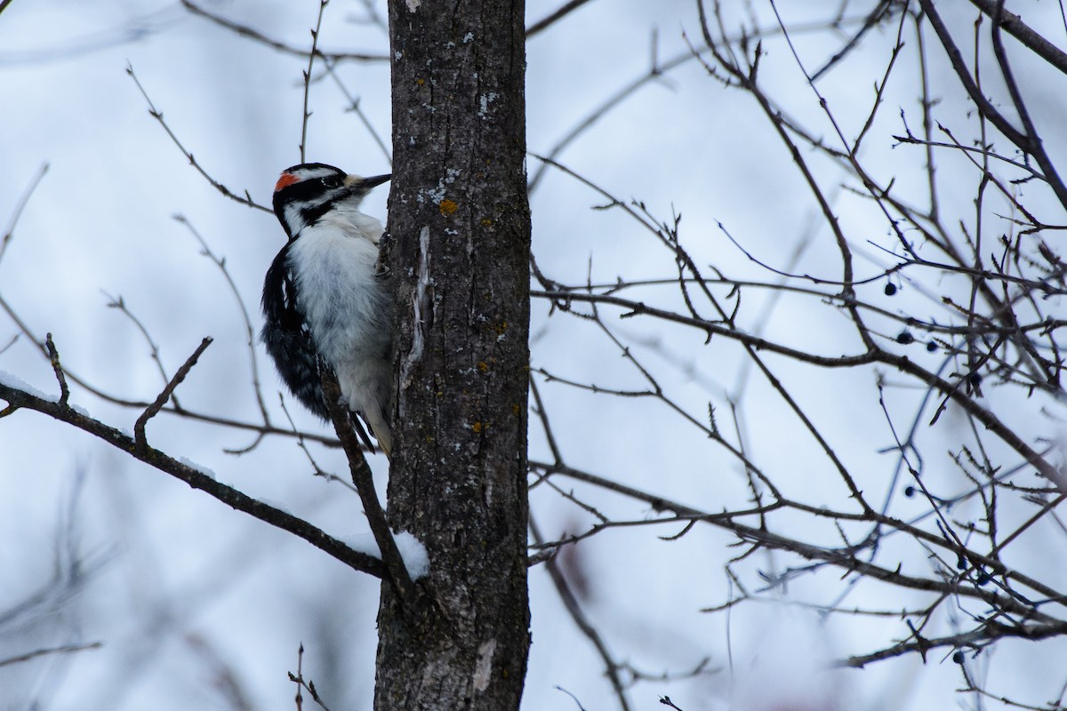 セジロアカゲラ - ML646724078