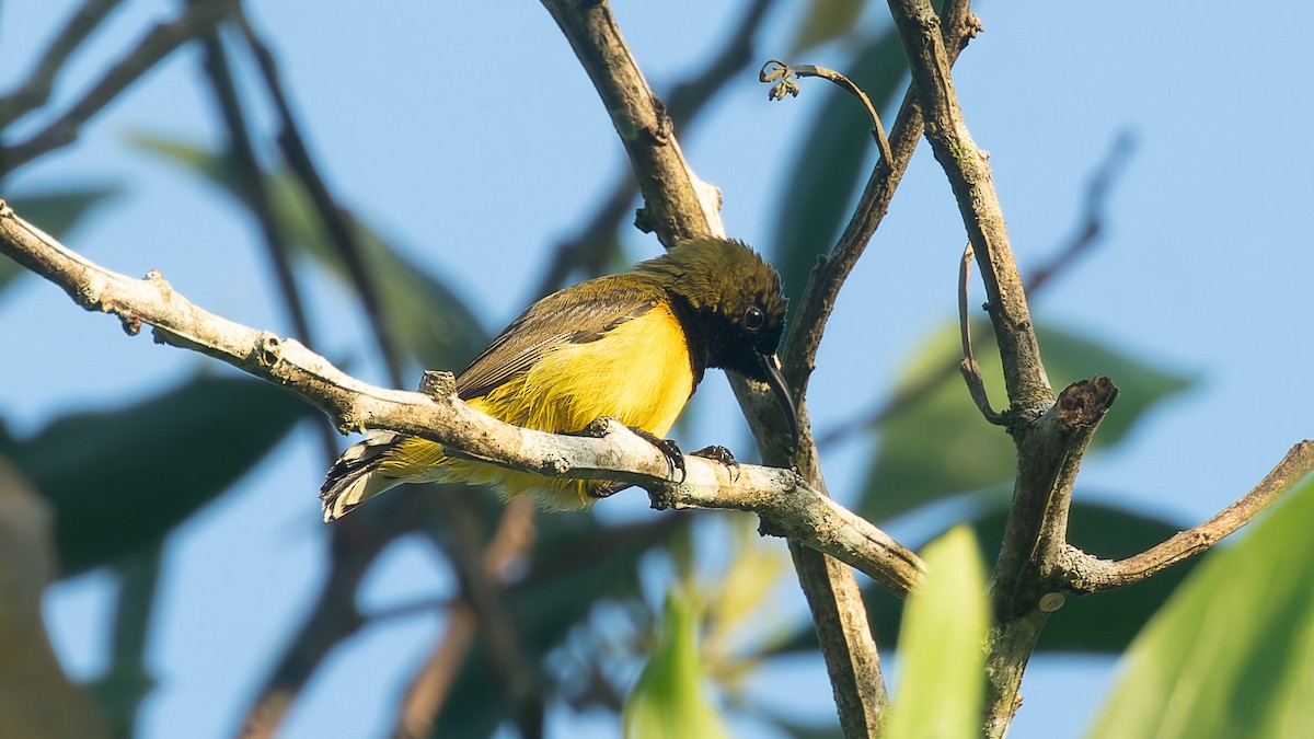 Ornate Sunbird - ML646724081