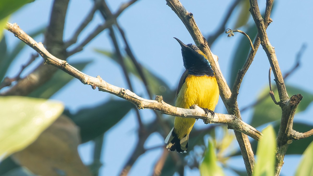 Ornate Sunbird - ML646724082