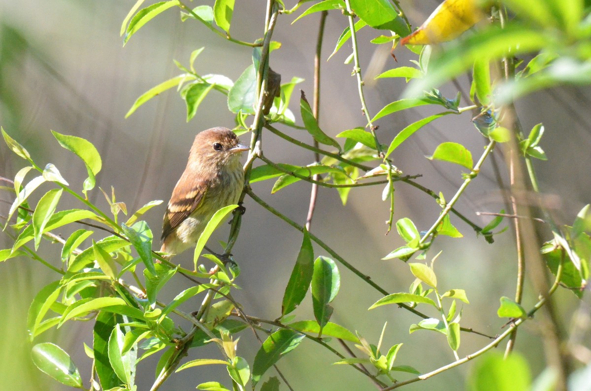 Ржавчатая курэта - ML646724083