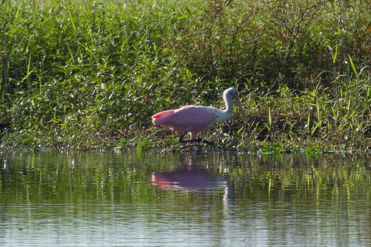 Rosalöffler - ML646724093