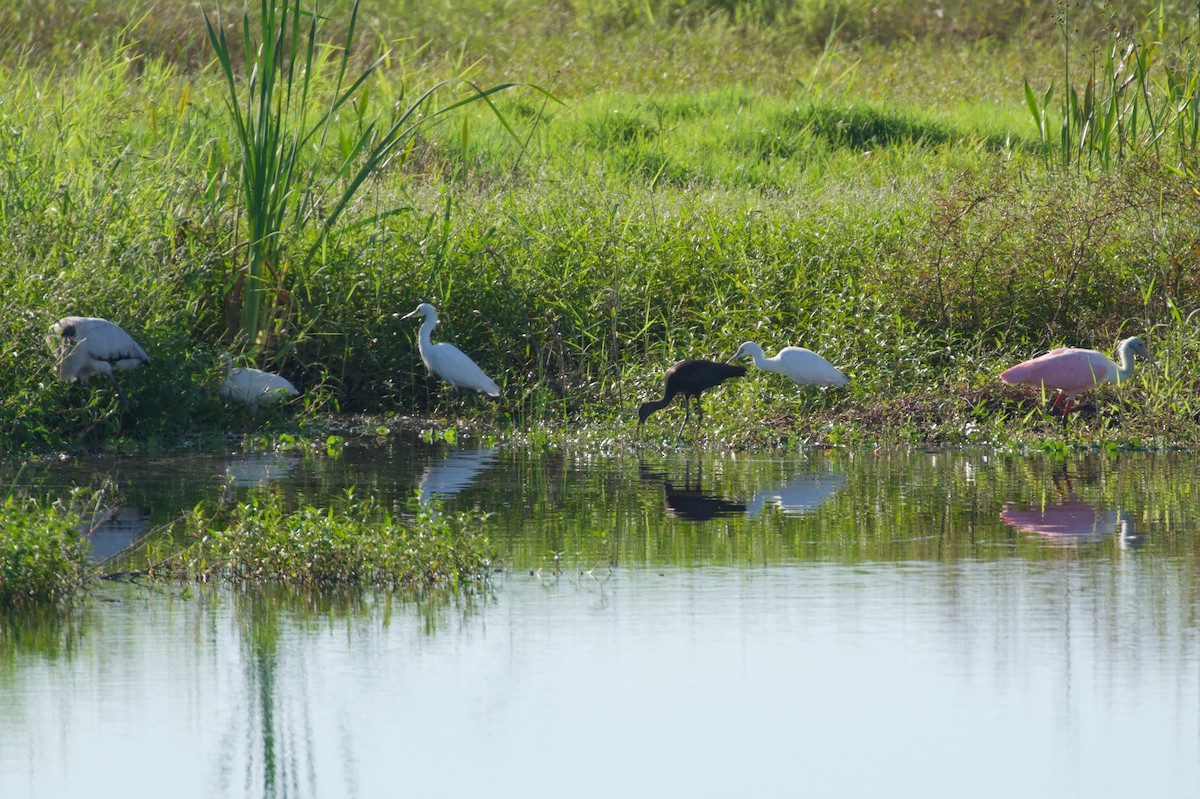 Rosalöffler - ML646724094