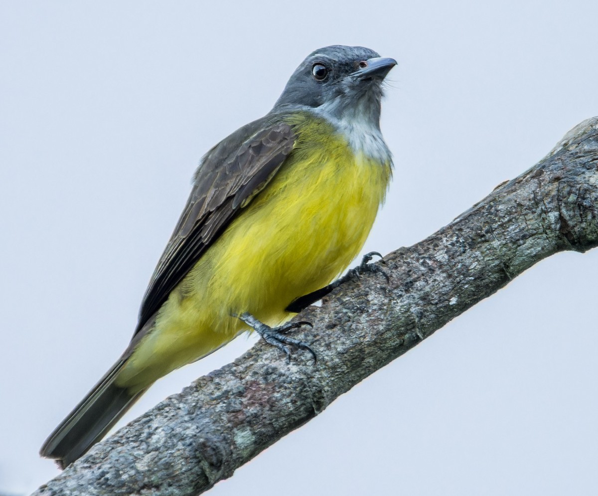 Sulphury Flycatcher - ML646724095