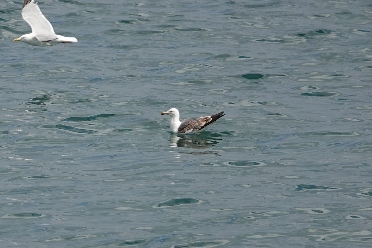 Zafferano - ML646724107