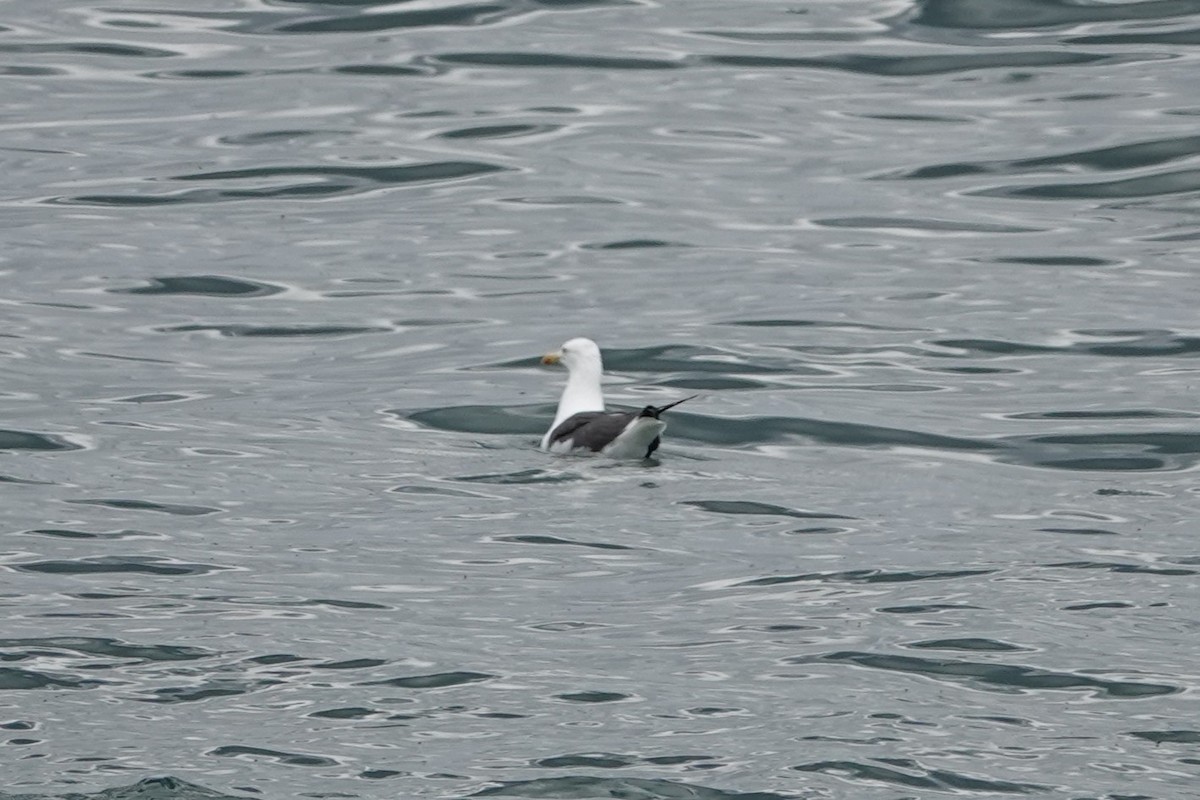 Zafferano - ML646724110