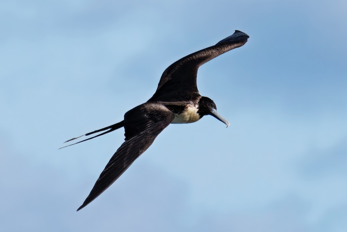 アメリカグンカンドリ - ML646724116