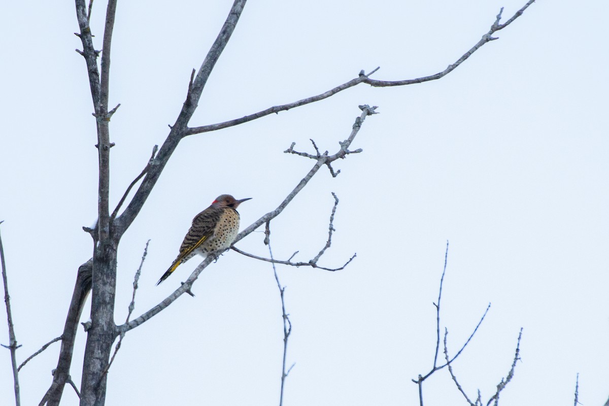 ハシボソキツツキ - ML646724118