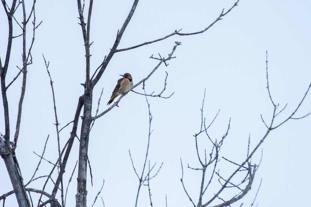 ハシボソキツツキ - ML646724119