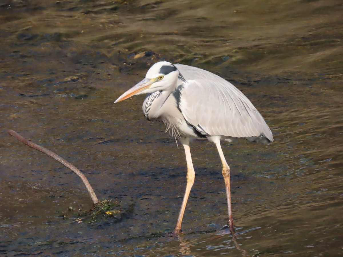 Gray Heron - ML646724126