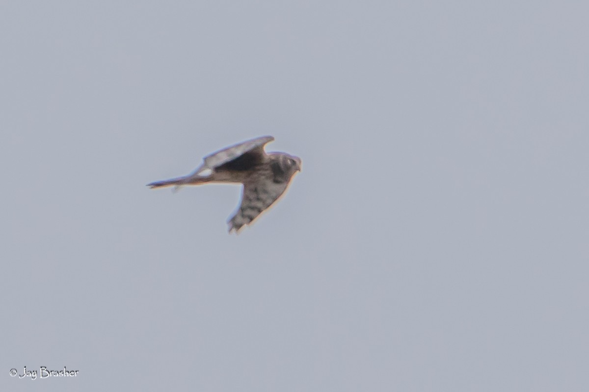 Northern Harrier - ML646724127