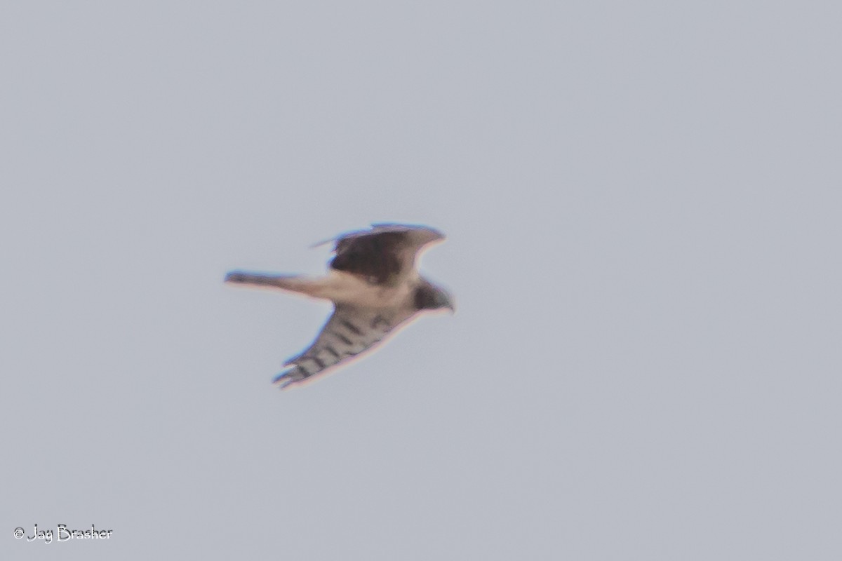 Northern Harrier - ML646724128