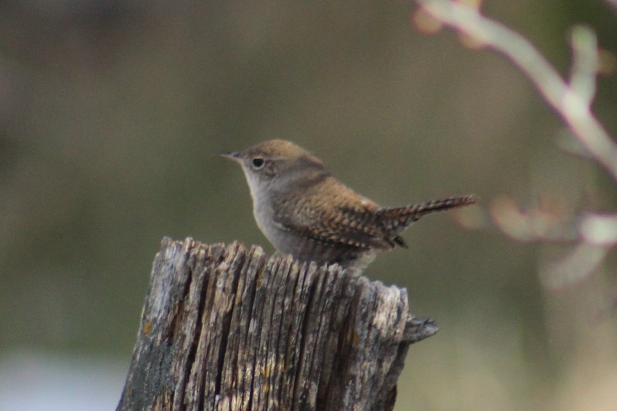 Northern House Wren (Northern) - ML646724148
