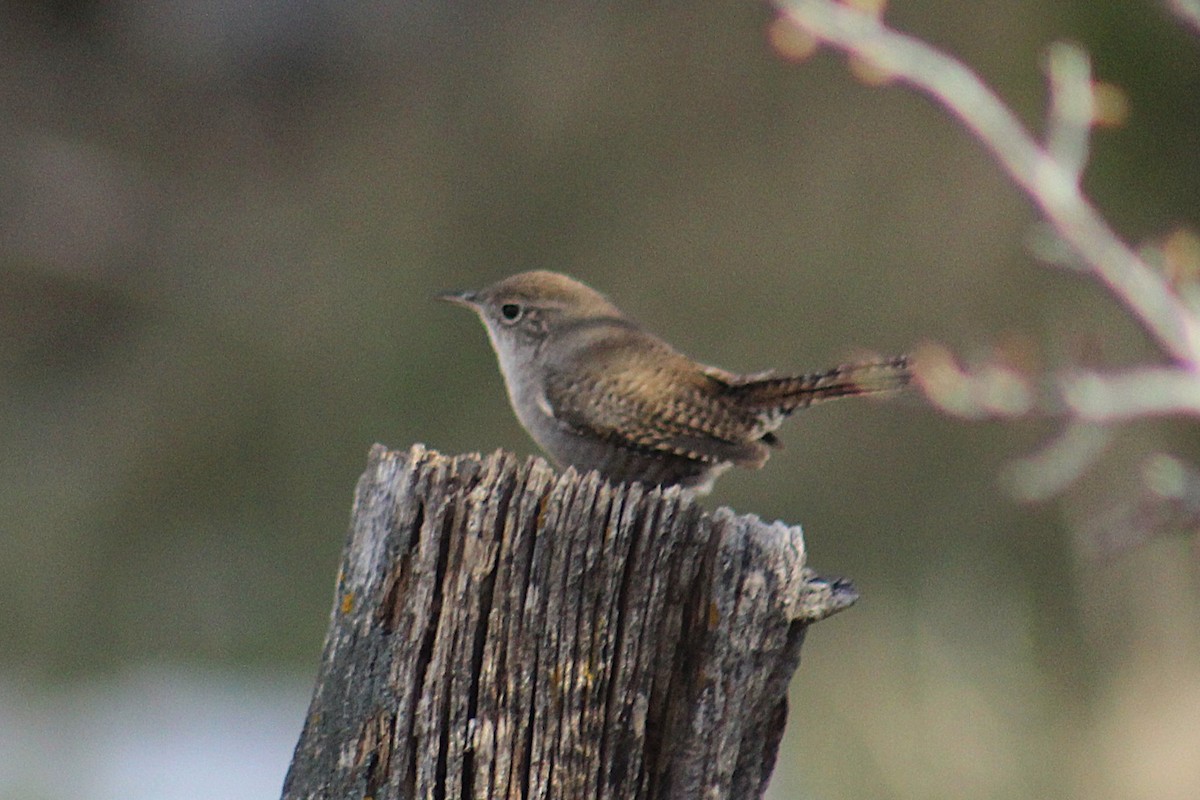 Northern House Wren (Northern) - ML646724149