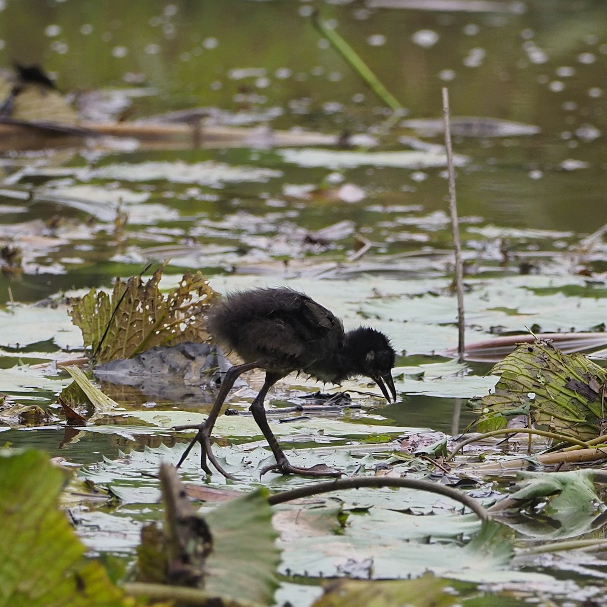 סופית לבנת-חזה - ML646724151