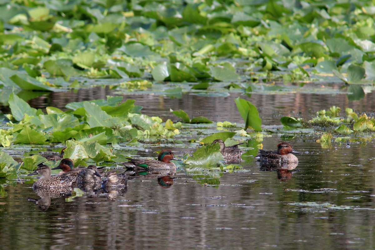 Krickente - ML646724152