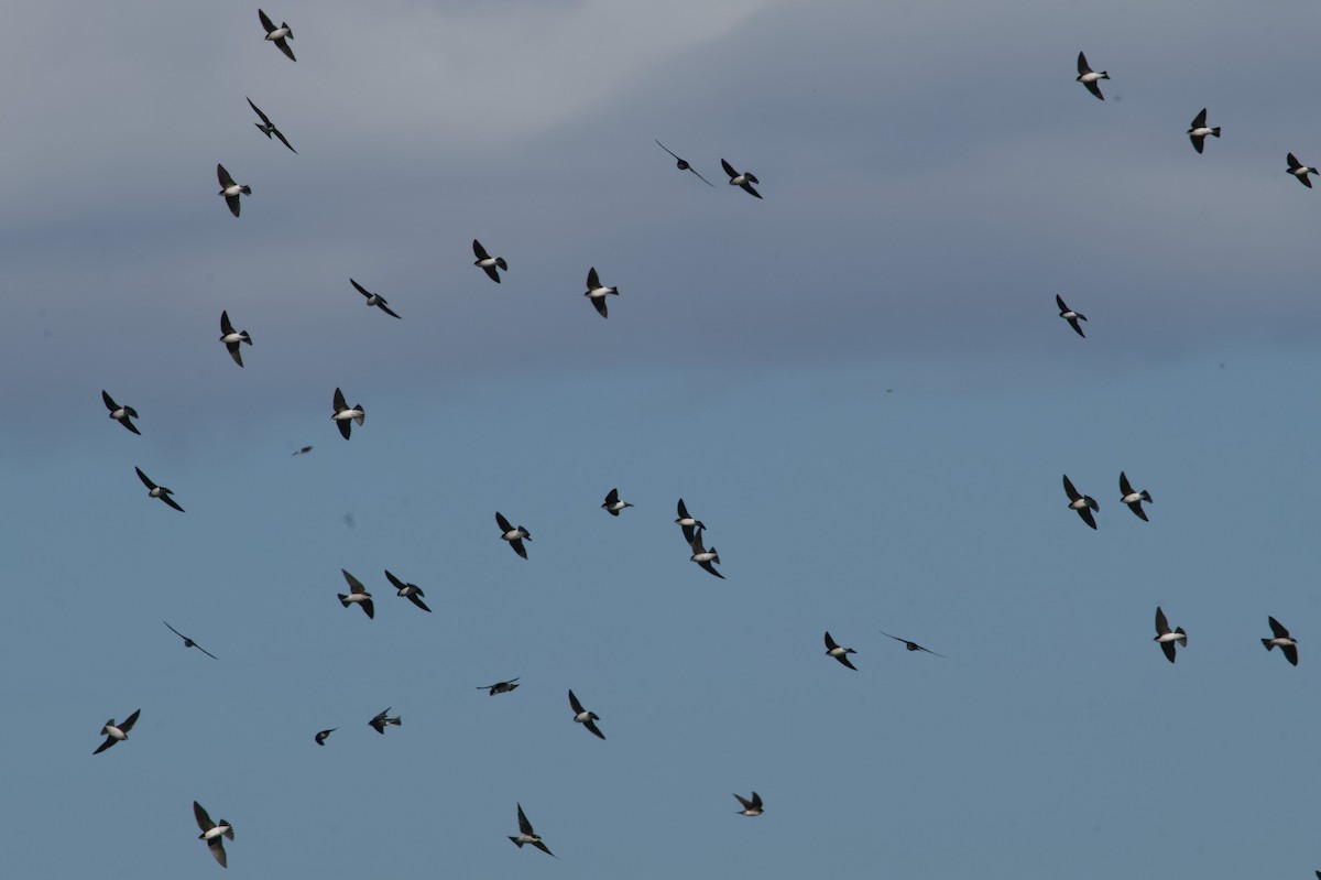 Tree Swallow - ML646724155