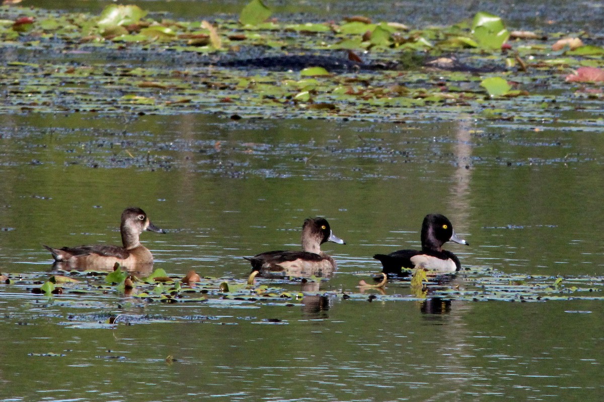 Ringschnabelente - ML646724156