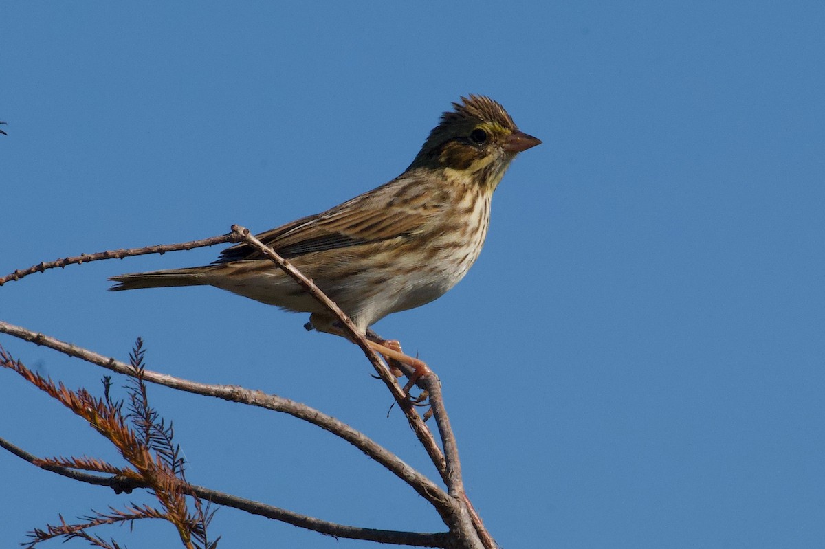 Savannah Serçesi - ML646724158