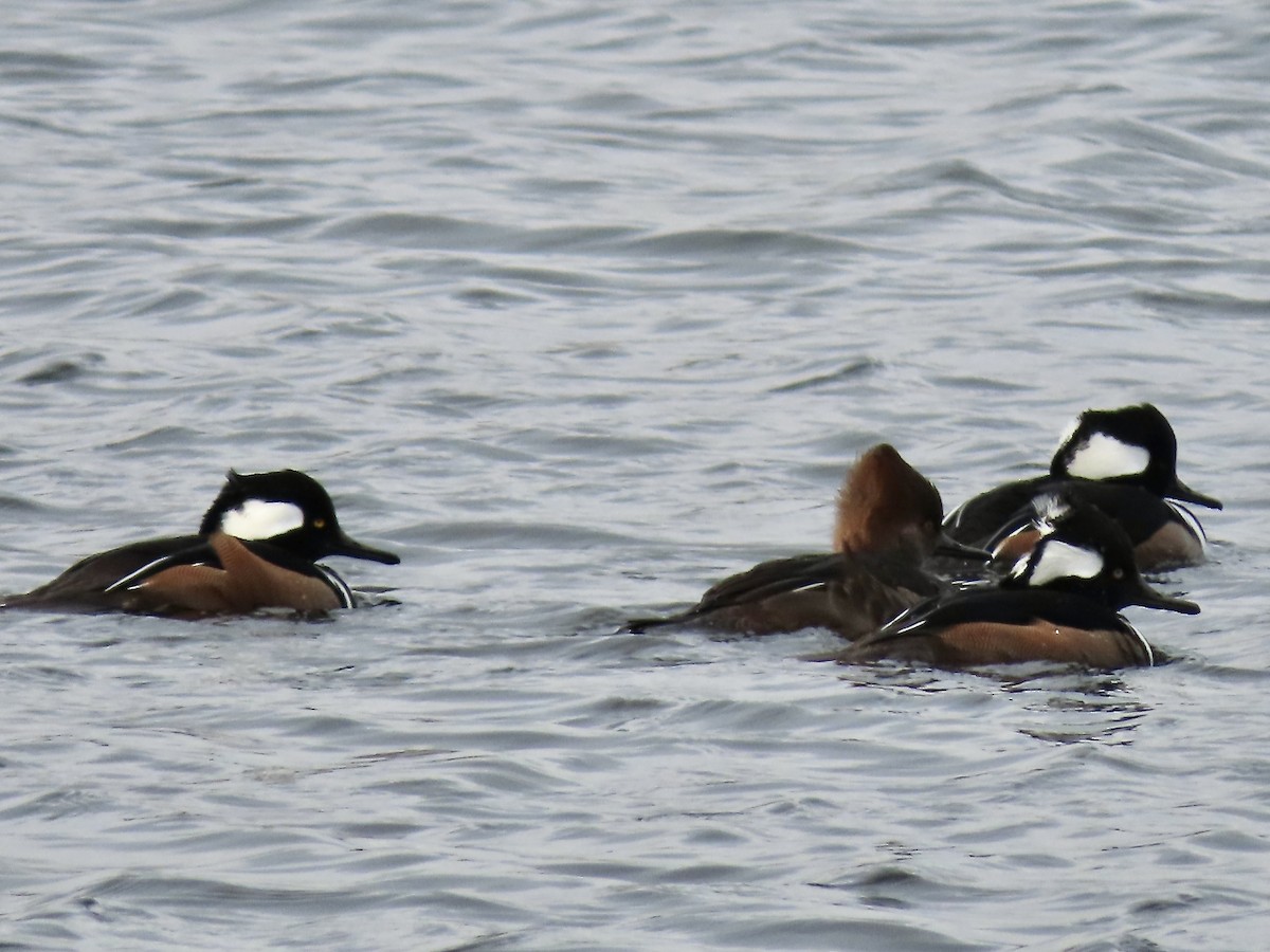 Zerra buruhandia - ML646724160