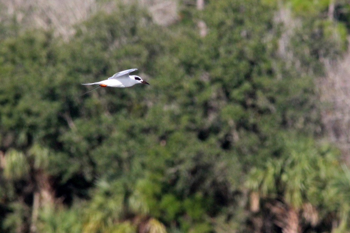 Forsterseeschwalbe - ML646724161