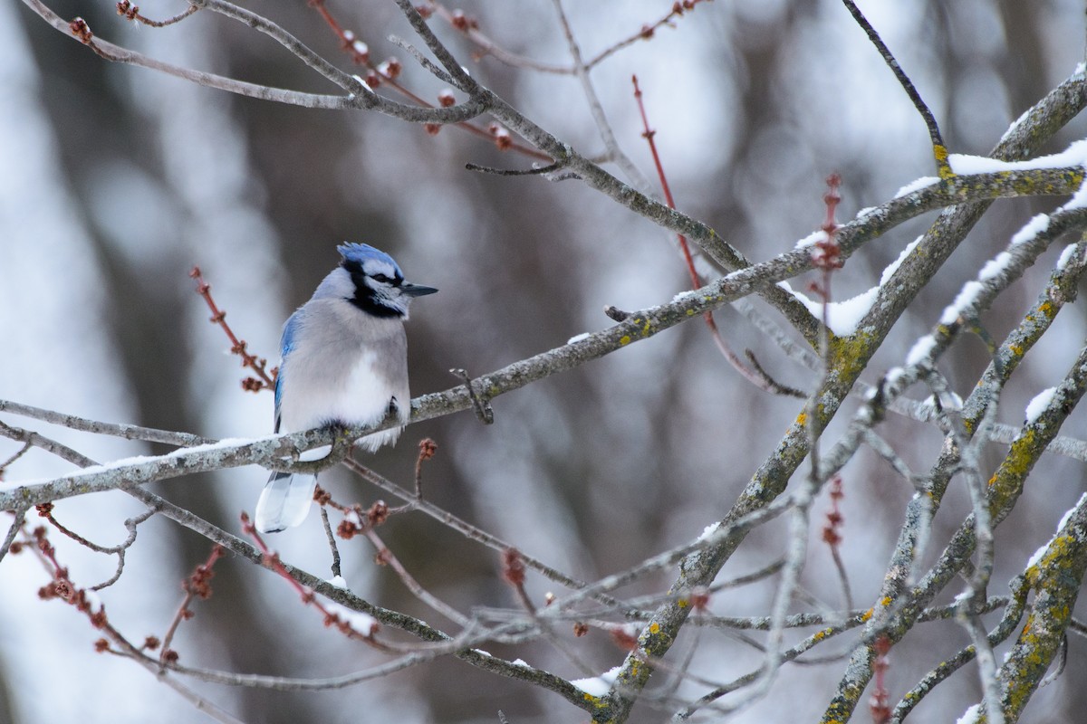 Blue Jay - ML646724162