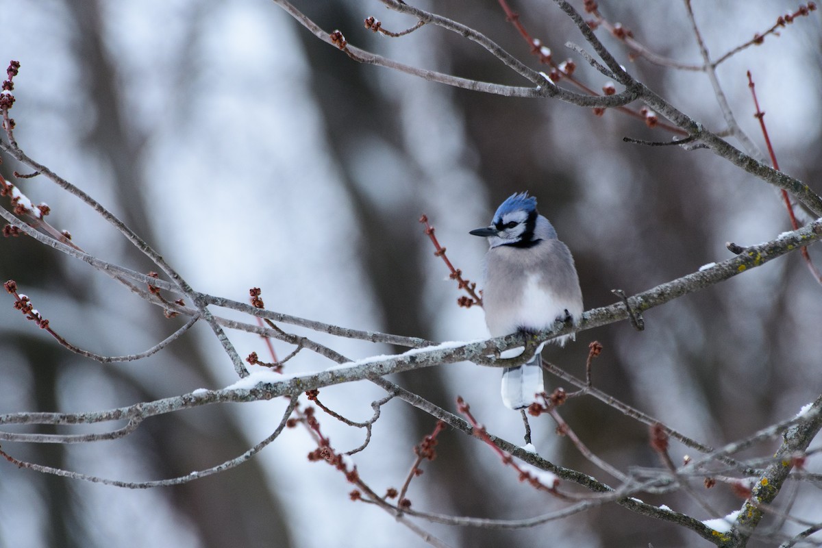 Blue Jay - ML646724163
