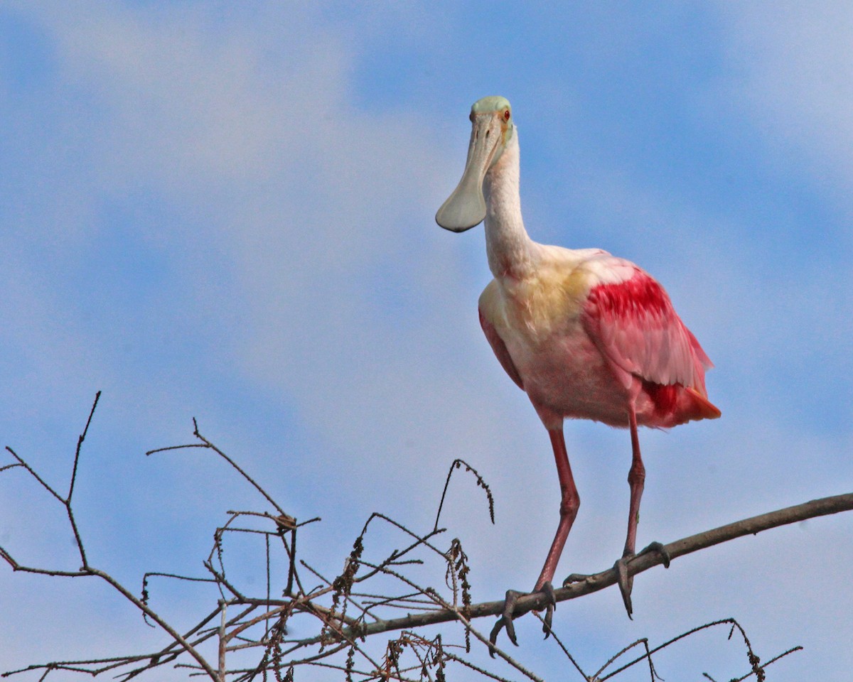 Rosalöffler - ML646724164