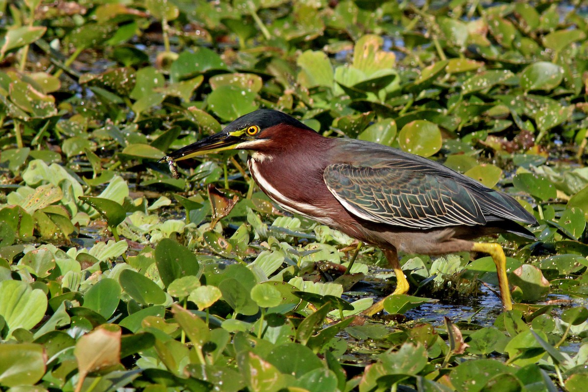 Grünreiher - ML646724169