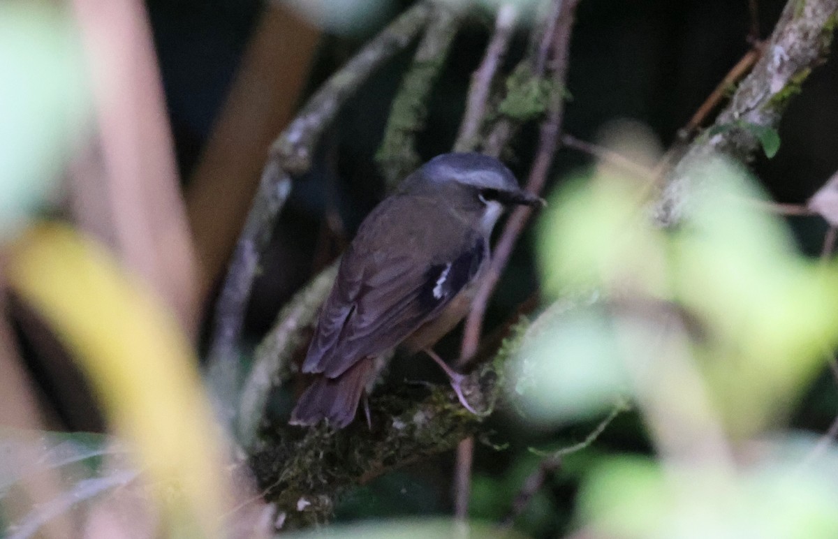 Gray-headed Robin - ML646724170
