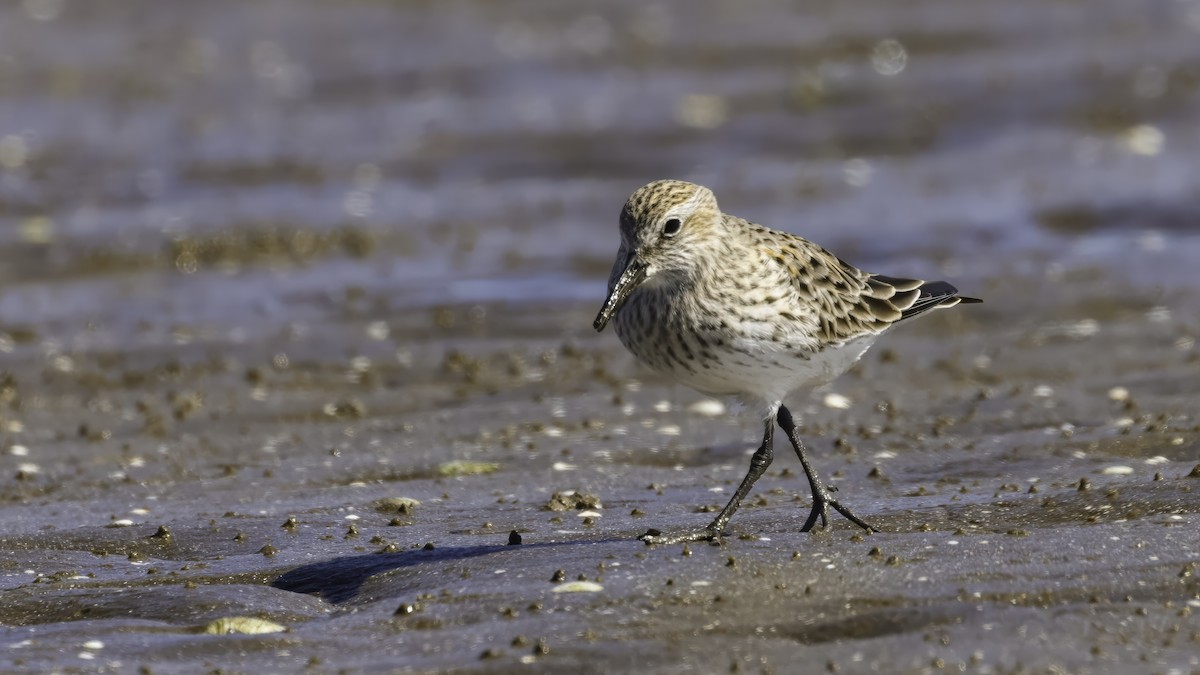 Бонапартов песочник - ML646724171