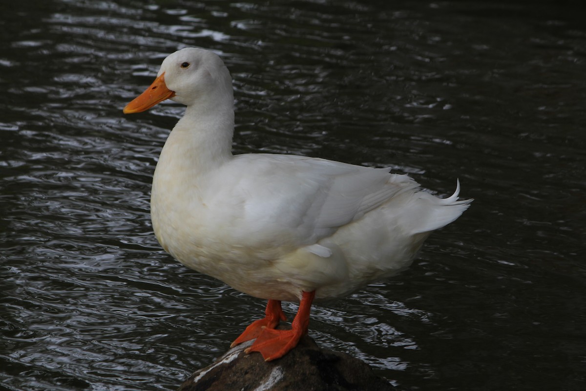 Mallard (Domestic type) - ML646724175