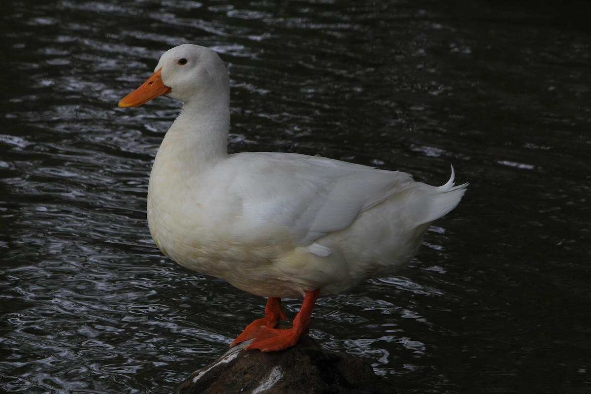 Mallard (Domestic type) - ML646724176