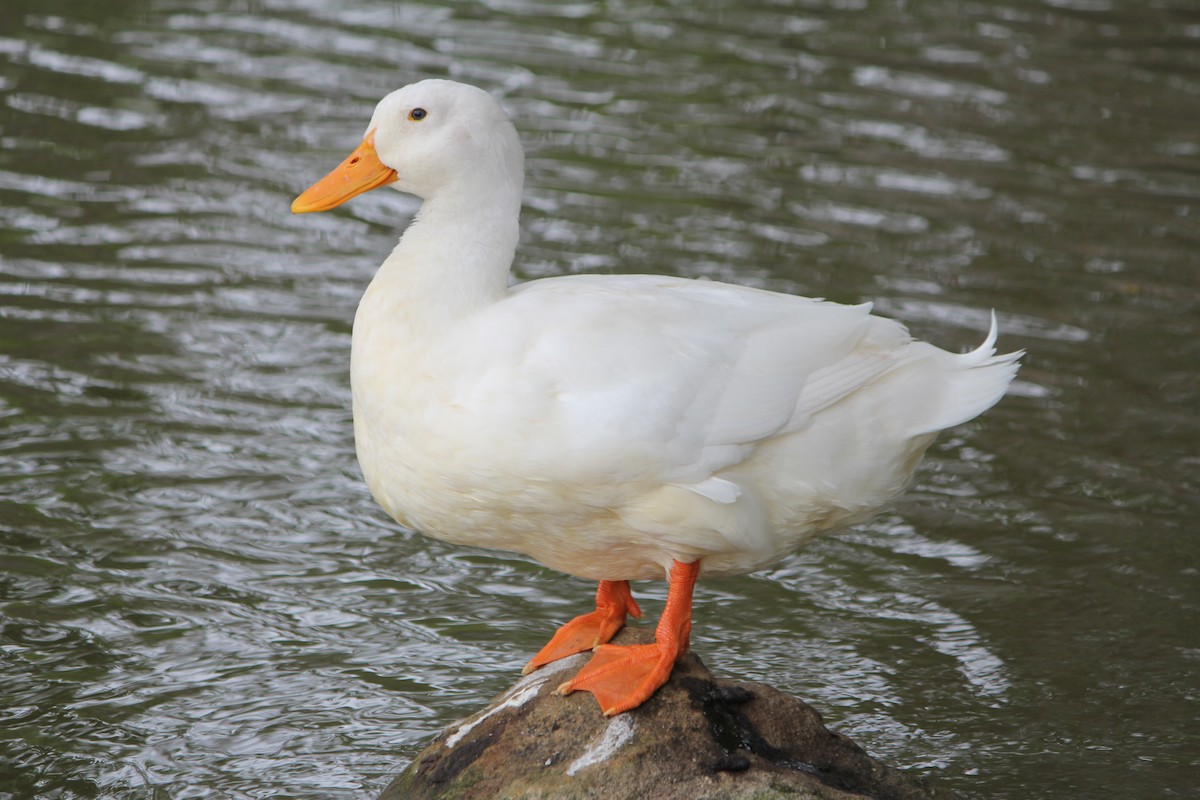 Mallard (Domestic type) - ML646724177