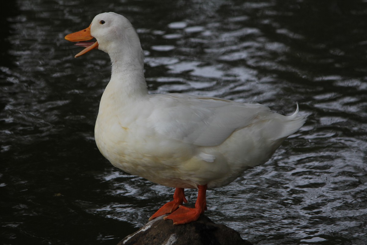 Mallard (Domestic type) - ML646724178