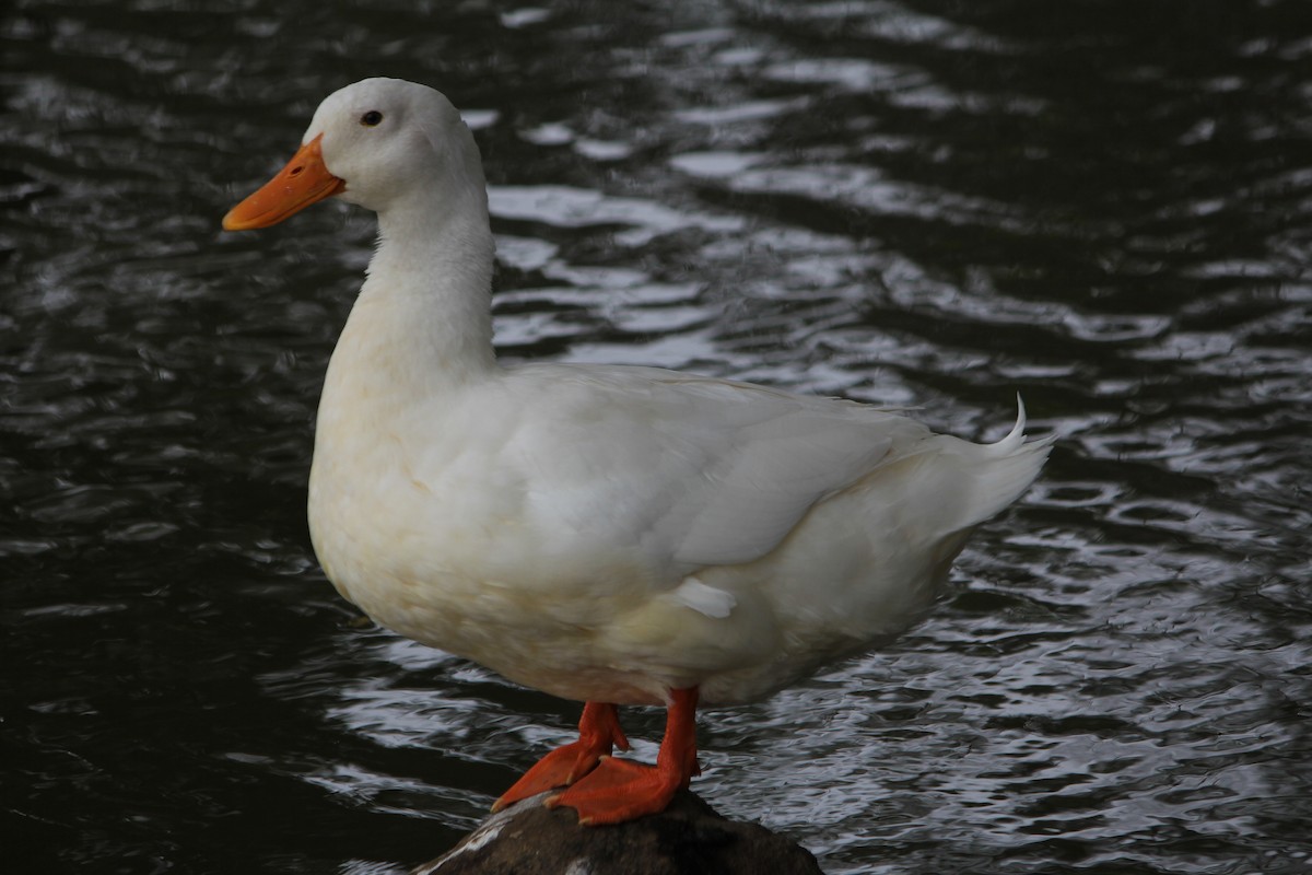 Mallard (Domestic type) - ML646724179
