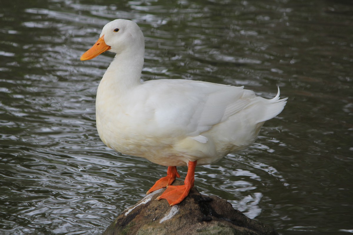 Mallard (Domestic type) - ML646724180