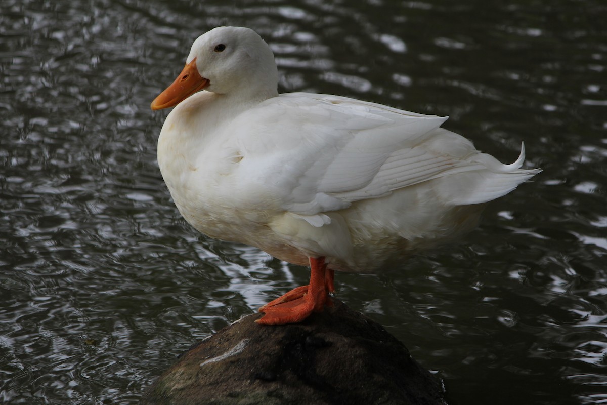 Mallard (Domestic type) - ML646724181