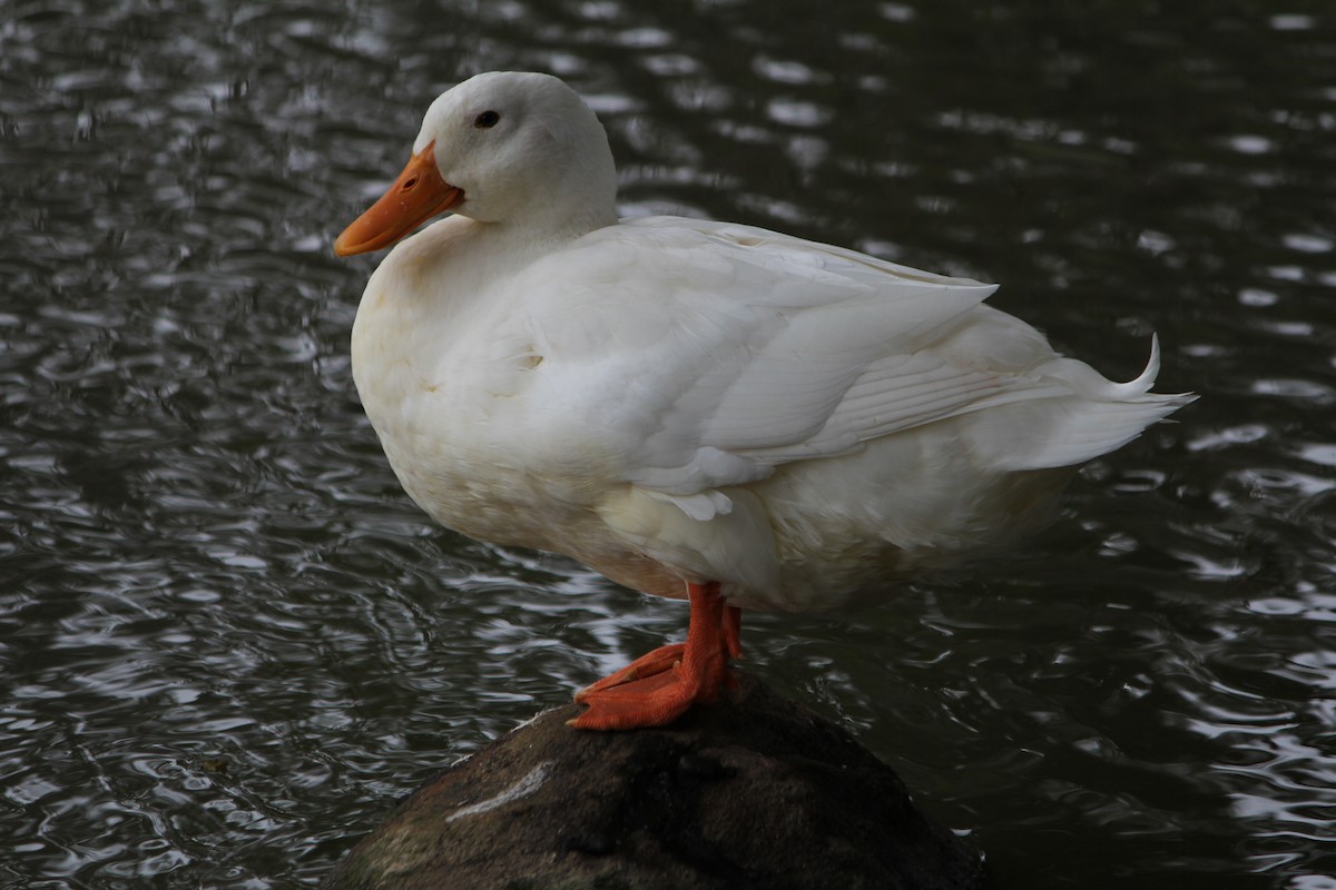 Mallard (Domestic type) - ML646724182