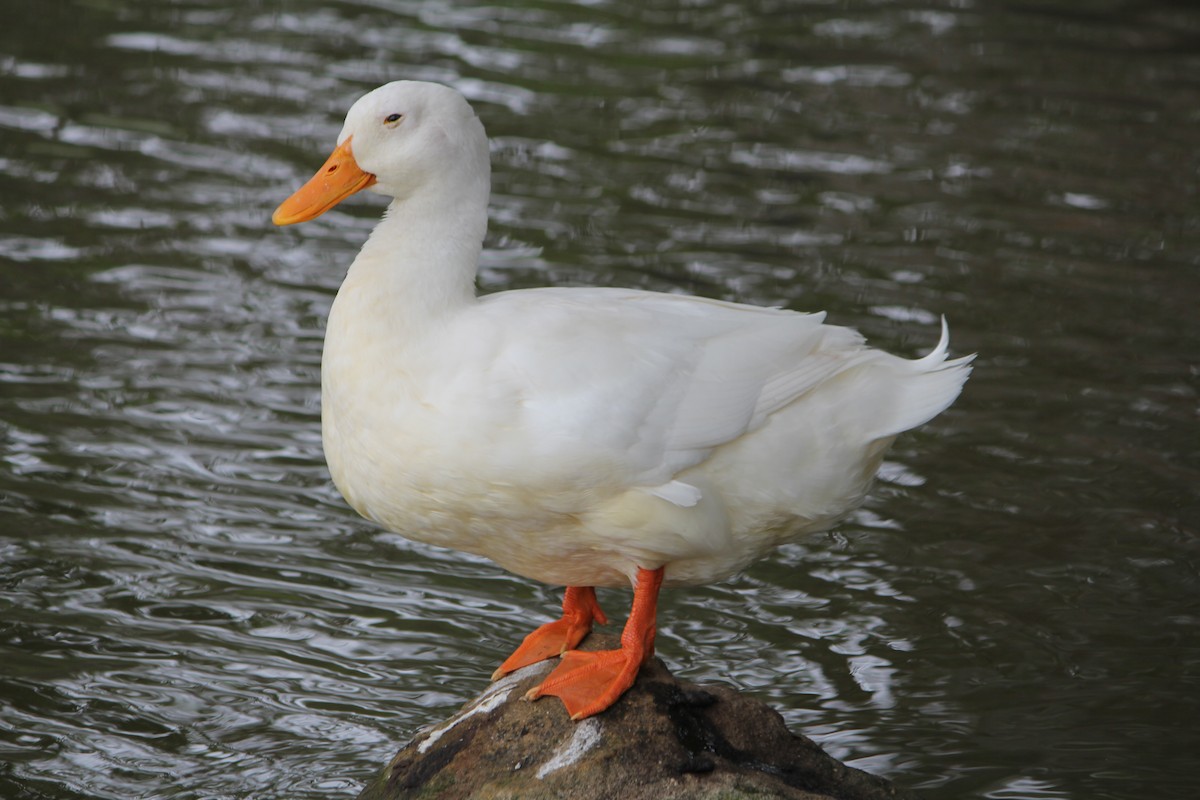 Mallard (Domestic type) - ML646724183