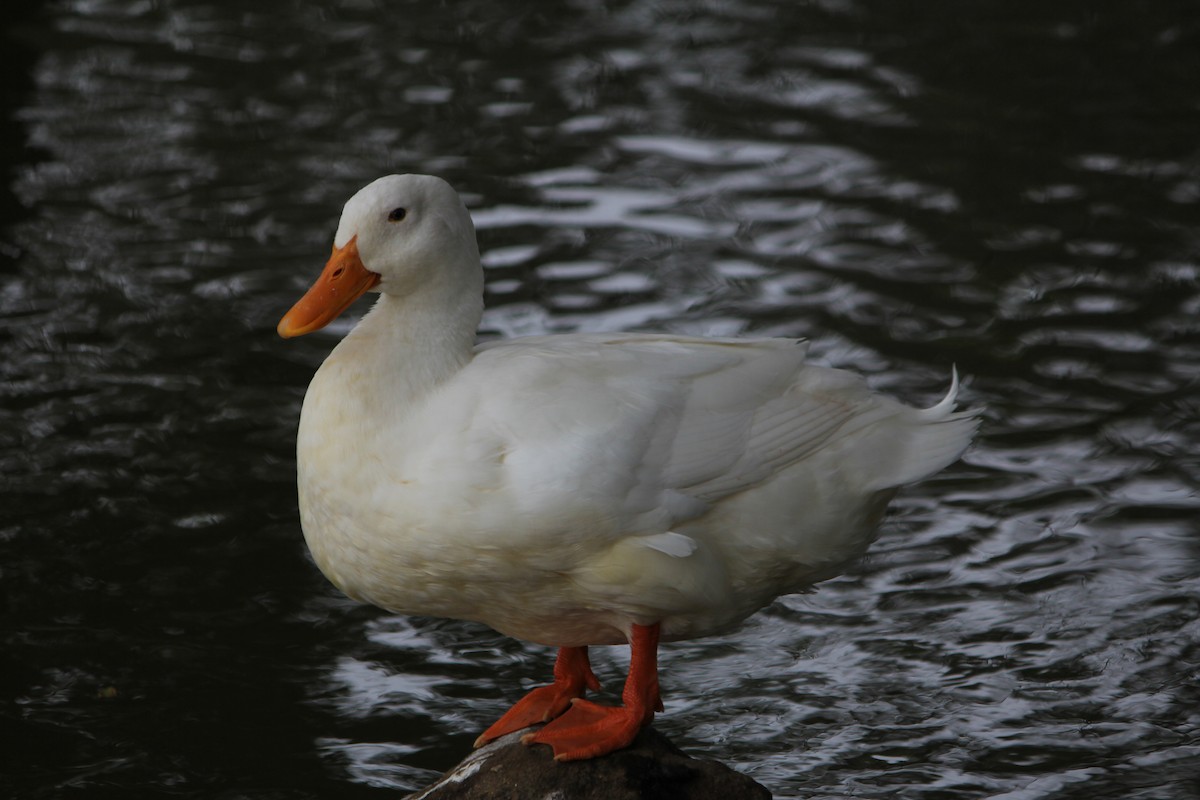 Mallard (Domestic type) - ML646724184