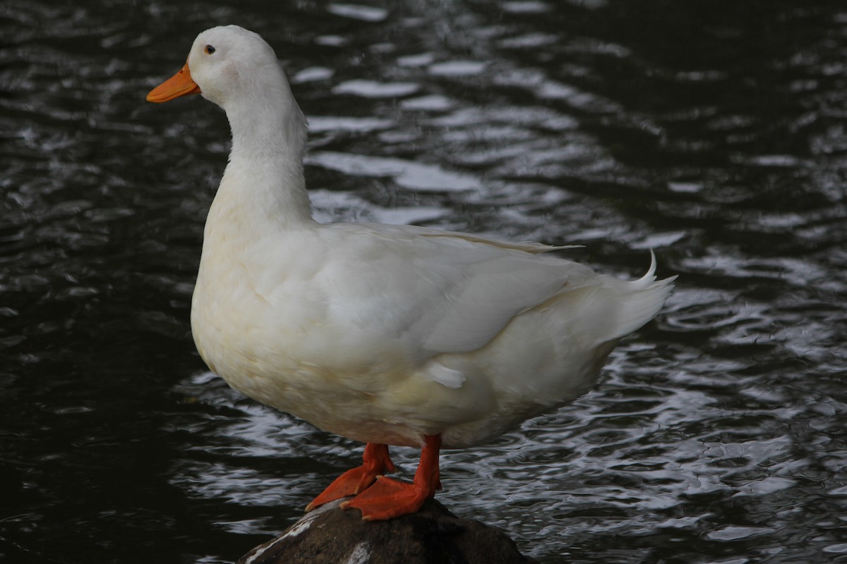 Mallard (Domestic type) - ML646724185