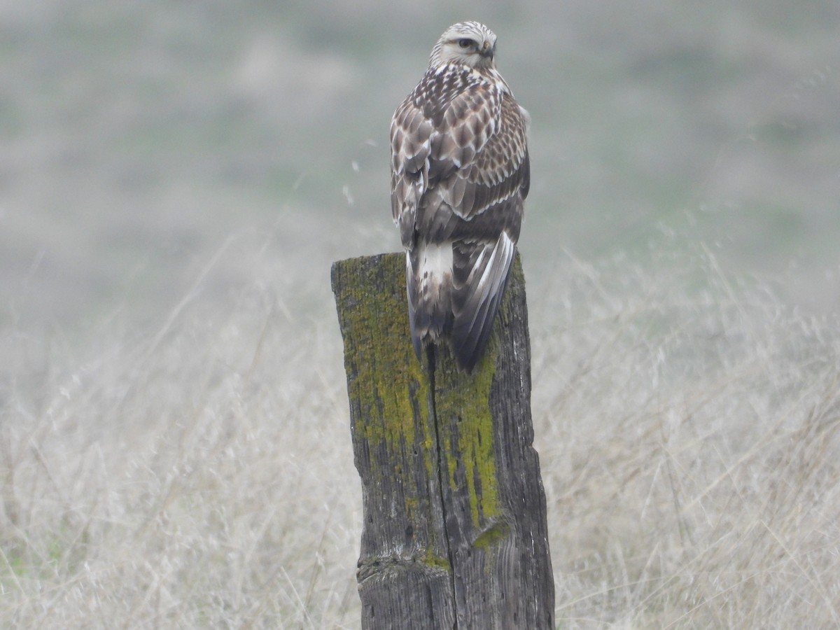 Zapelatz galtzaduna - ML646724187