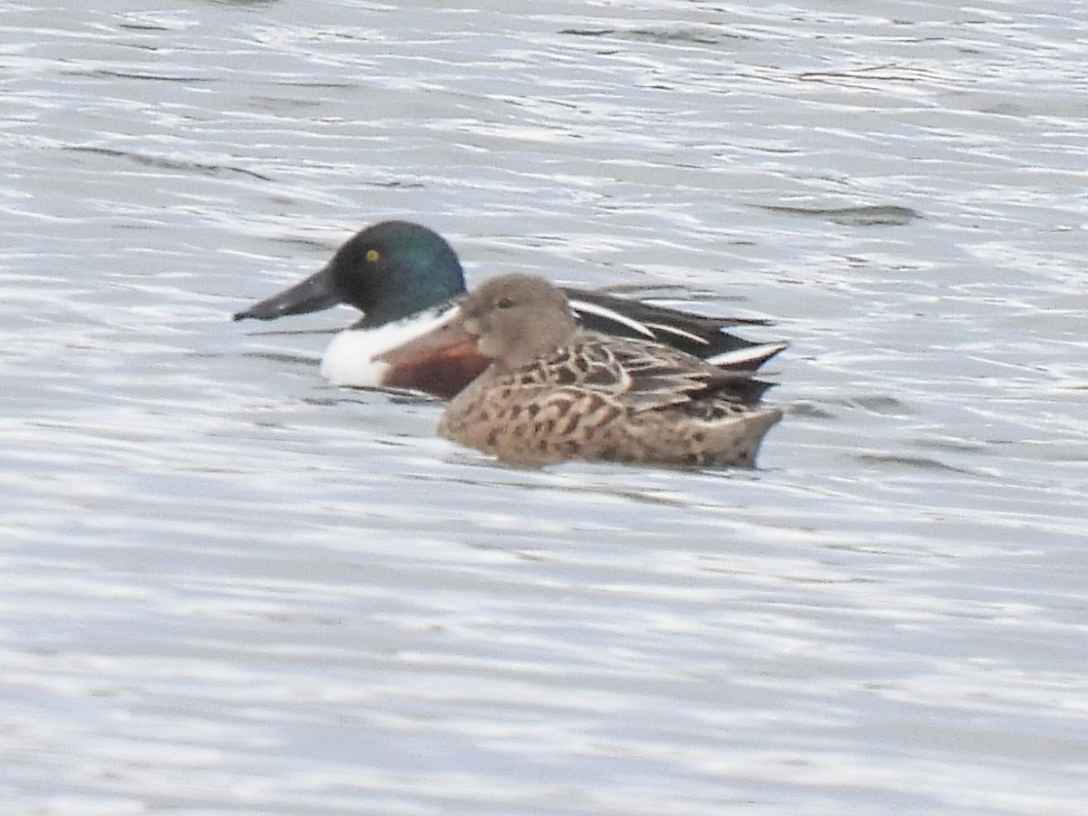 Cuchara Común - ML646724195